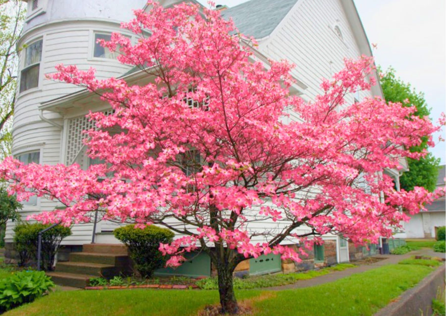 Pack 2 Pink Dogwood Trees Shrubs Bushes, 6-12" Dogwood Trees Live Plants for Planting Outside, Flowering Dogwood Trees Plants, Dormant