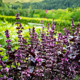 Krishna Basil Live Plant, Tulasi Herb Plant in 4 Inch Pot, Fully Rooted 4-8 Inches, Garden or Container Growing