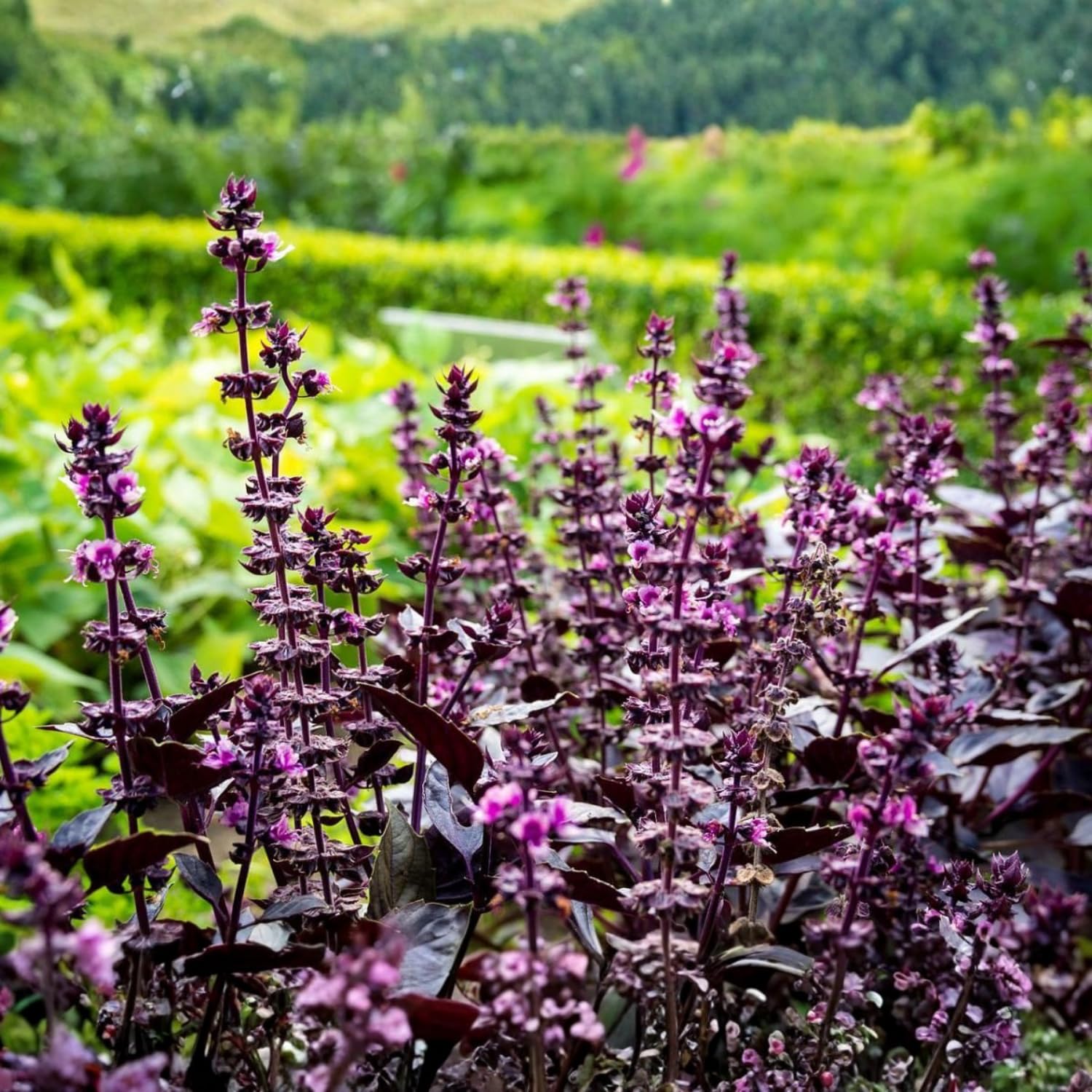 Krishna Basil Live Plant, Tulasi Herb Plant in 4 Inch Pot, Fully Rooted 4-8 Inches, Garden or Container Growing