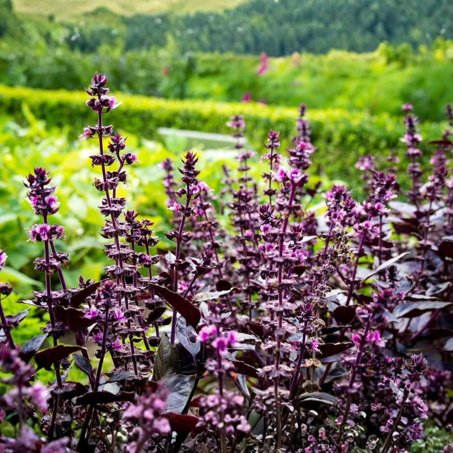 Krishna Basil Live Plant, Tulasi Herb Plant in 4 Inch Pot, Fully Rooted 4-8 Inches, Garden or Container Growing