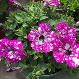2 Pink Petunia Plants Live, Vibrant Flowering Seedlings, 5-9 Inches Tall for Outdoor Spaces, Petunia Flowers