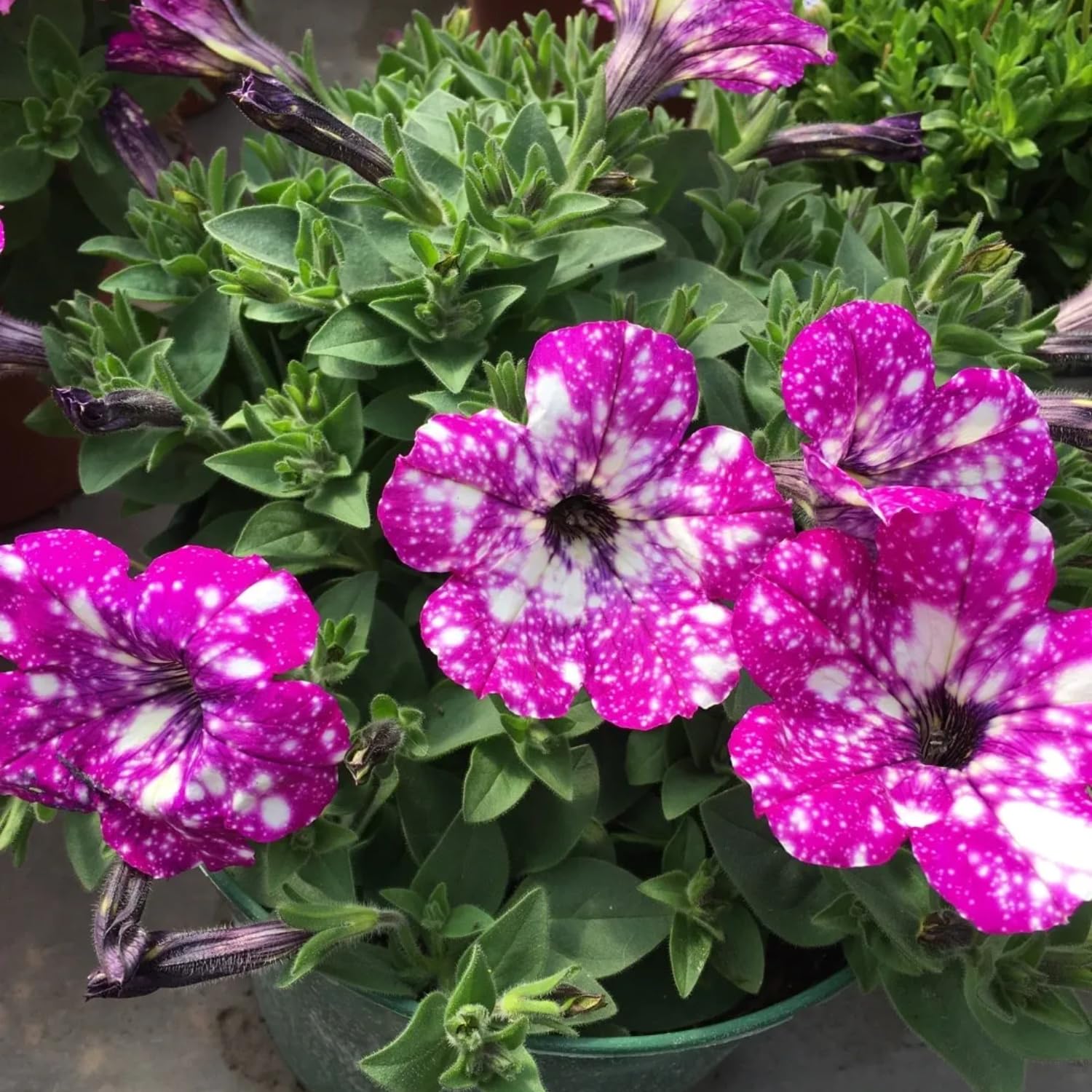 2 Pink Petunia Plants Live, Vibrant Flowering Seedlings, 5-9 Inches Tall for Outdoor Spaces, Petunia Flowers
