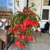 1 Feet Epiphyllum Orchid Cactus Plants Live, Vibrant Color Orchird Cactus Fully-Rooted in 4" Pot, Cold Hardy, Fragrant (Red)
