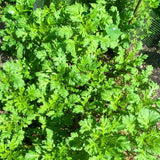 2000 Tan O Seeds, Chrysanthemum Greens, Vegetable Seeds for Planting Indoor Outdoor Garden