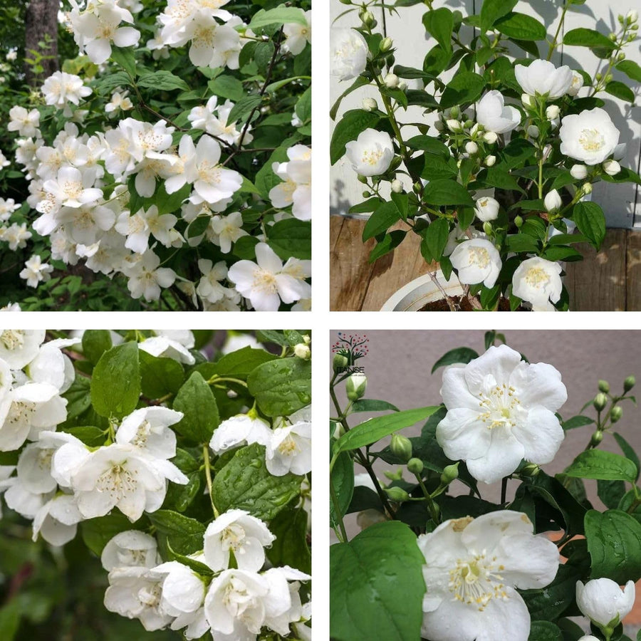 White Mock Orange Plant 3-5 Inch Tall in 4" Pot, Mock Orange Flower Plants, Hardy Ornamental Shrub for Outdoor Garden
