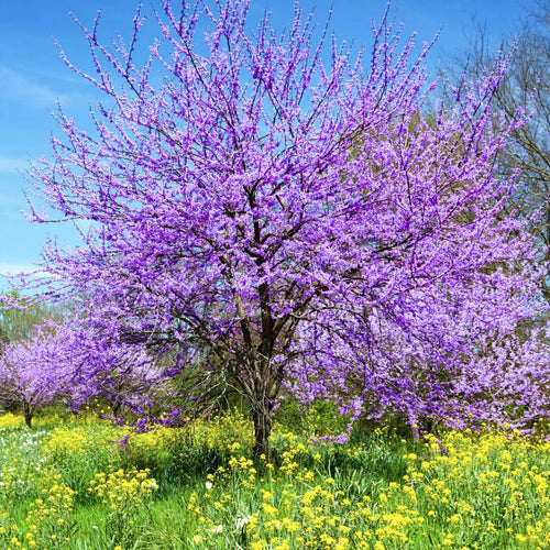 Eastern Redbud Tree Live Plants Seedling Dormant, 8 to 12 Inches Tall Red Bud Trees Live Plants, Redbud Tree for Planting, Bud Break