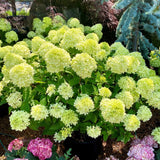 Lime Hydrangea Plant Live, in 2.5 Inch Pot, 6–12" Tall Cold Hardy Hydrangea Flowering Shrub