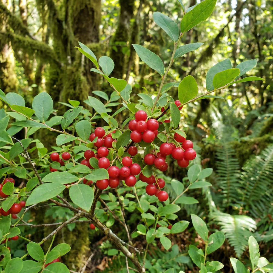 Huckleberry Bush Plant 6-12 Inches, Sweet Huckleberries Tree, Ready to Grow Indoor Outdoor, Well Rooted Potted Plant
