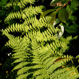 10 Lady Fern Roots, Fern Root for Shade Gardens, Landscape Borders and Container Growing