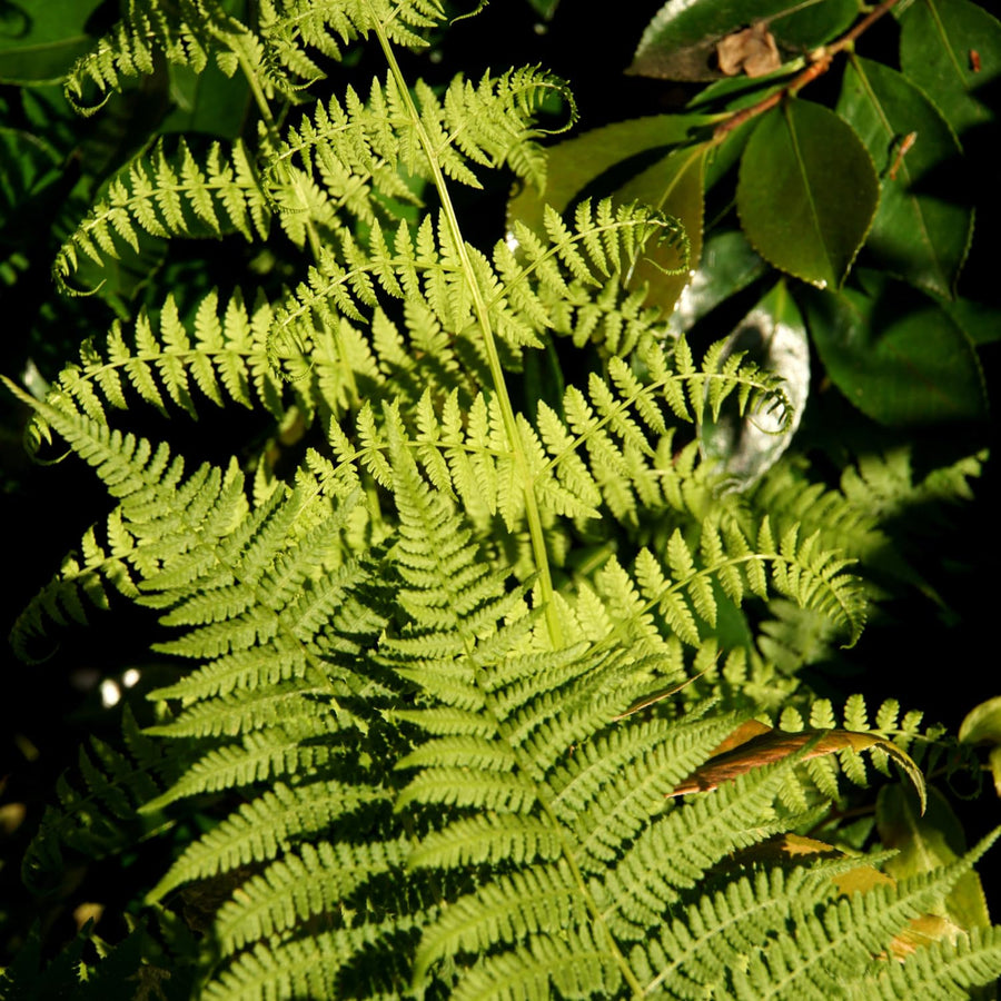 10 Lady Fern Roots, Fern Root for Shade Gardens, Landscape Borders and Container Growing