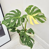 2 Monstera Thai Constellation Philodendron Live Plant 5-9" Tall, Rare Tropical Indoor Houseplant Home Garden