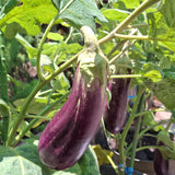 Eggplant Plants in 4 Inch Pot, 5-8" Purple Eggplant Live for Planting, Vegetable Seedlings for Garden Outdoor