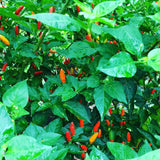 20 Hot Pepper Seeds, Vegetable Seeds for Indoor Outdoor Garden
