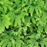 10 Maidenhair Fern Live Rhizomes, Shade Perennial Fern Plants for Outdoor Growing, Hardy, Fast Growing