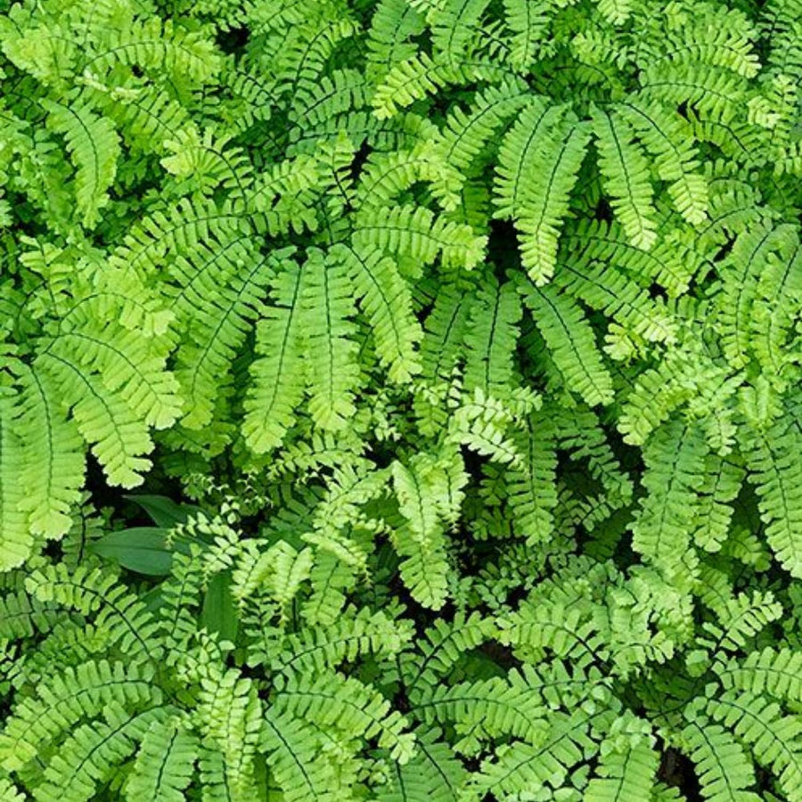 10 Maidenhair Fern Live Rhizomes, Shade Perennial Fern Plants for Outdoor Growing, Hardy, Fast Growing