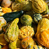 50 Mixed Gourd Seeds for Planting, Assorted Gourd Vegetable Seeds, Garden Seeds for Outdoor Growing