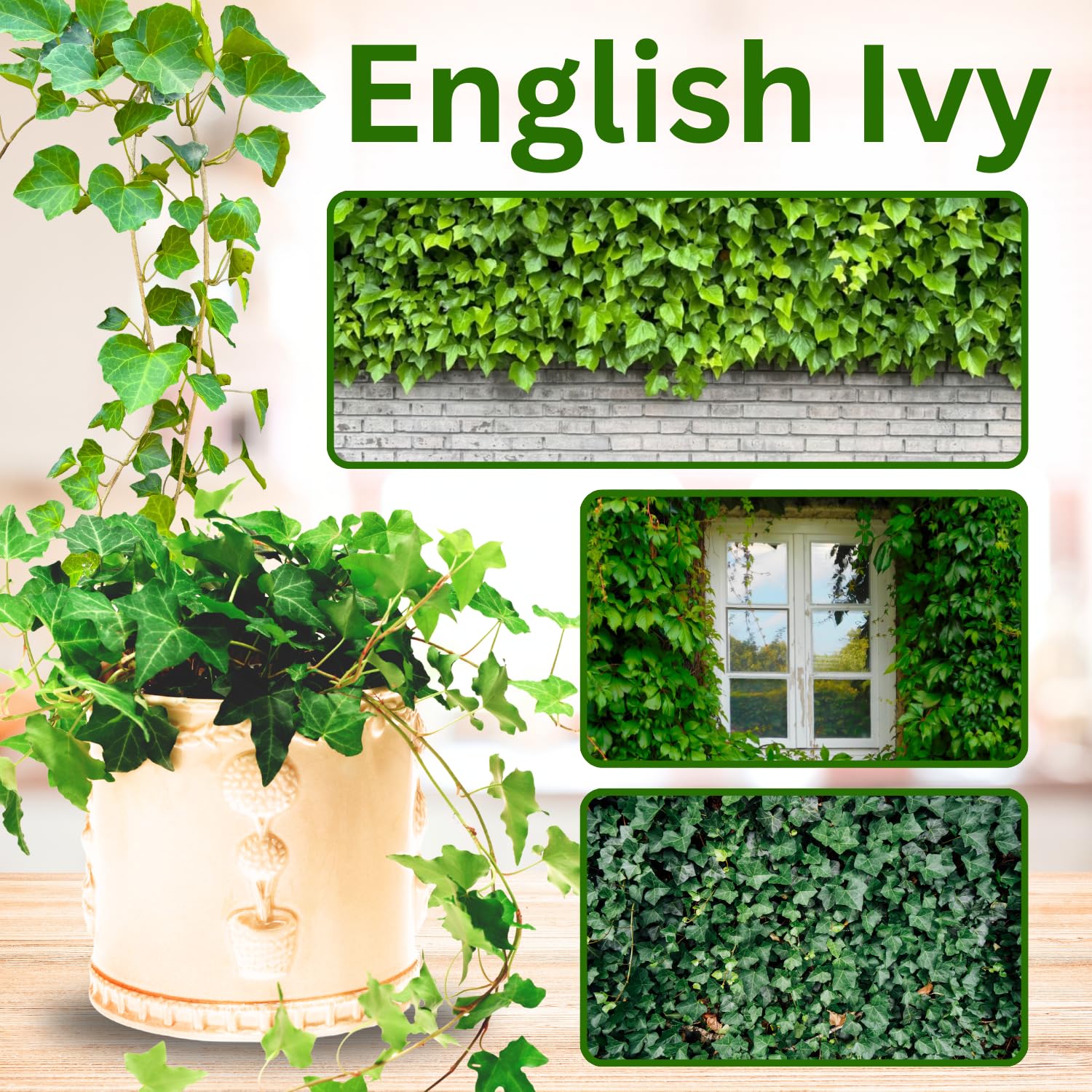 Trailing English Ivy Live Plant, Hardy Ivy Plants in 4" Pot, Climbing Plants Outdoor Garden, Easy Care House Plant (Variegated White Green)