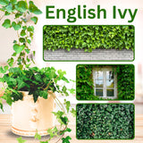 Trailing English Ivy Live Plant, Hardy Ivy Plants in 4" Pot, Climbing Plants Outdoor Garden, Easy Care House Plant (Green)