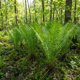 10 Ostrich Fern Live Rhizomes, Shade Perennial Fern Plants for Outdoor Growing, Hardy, Fast Growing