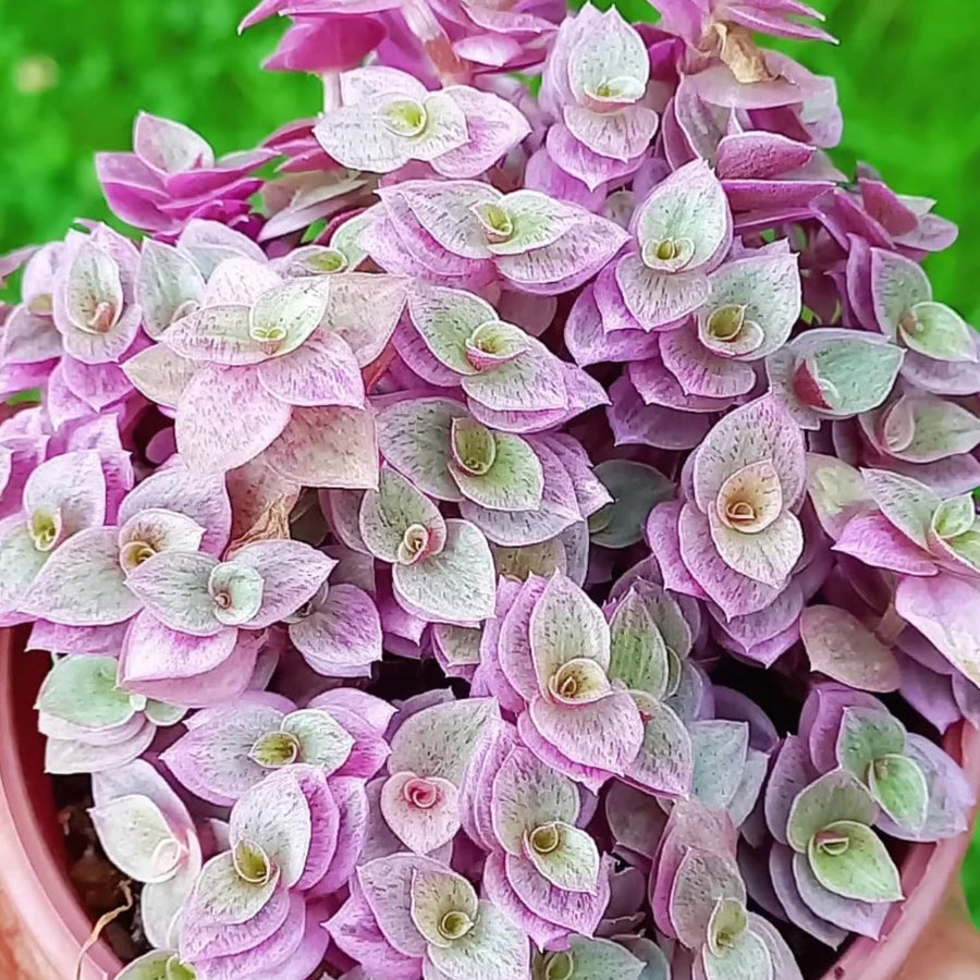 Creeping Pink Callisia Repens Plant Live, Tradescantia Callisia Repens Succulent Plants, Pink Turtle Vine Trailing Indoor Houseplant in 4" Pot