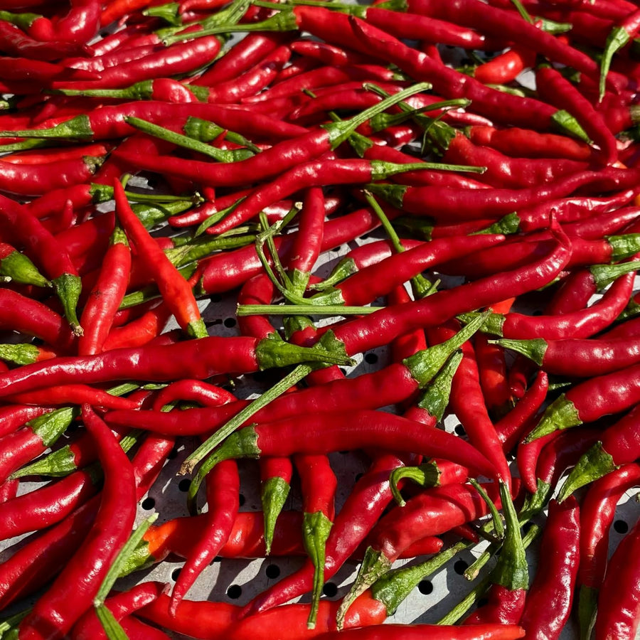 50 Bird Chili Pepper Seeds, Hot Pepper for Planting, Heirloom Variety for Garden