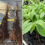 Pack 2 Pawpaw Trees Live Bareroots, 6-12 Inches Tall, Hardy Paw Paw Fruit Trees to Grow