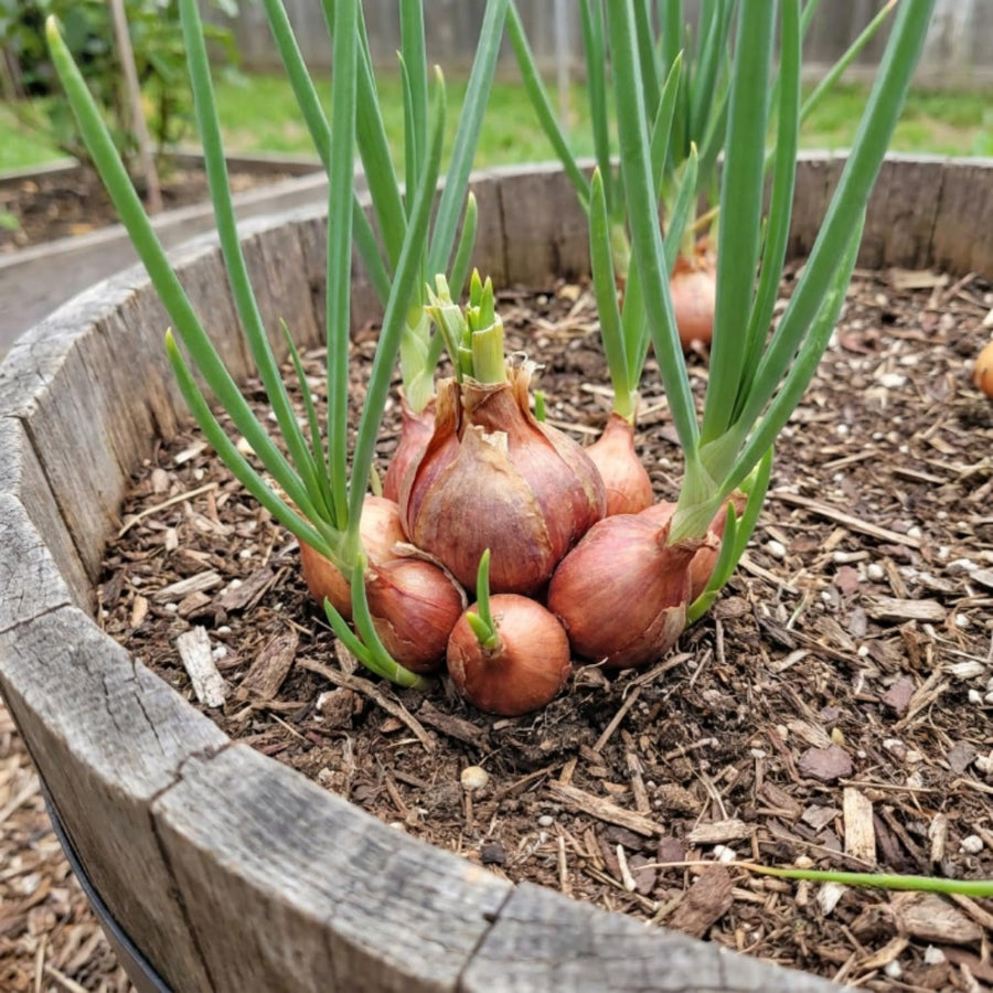 Set of 10 Egyptian Walking Onion Bulbs, Walking Onion Perennial Vegetable