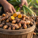 15 Yellow Turmeric Roots for Planting, Curcuma Turmeric Rhizomes, Herb Plants for Garden or Container Growing