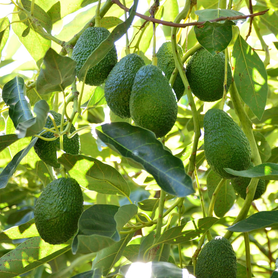 HASS Avocado Plant Live 8-10'' Tall, Cold Hardy Avocado Tree Seedlings Ready to Grow, Tropical Fruit Tree for Outdoor Growing