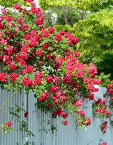 Climber Rose Plant Live - Climbing Rose - Come Bare Root with Soil, No Leaves, 5 to 7 Inches (Don Juan)