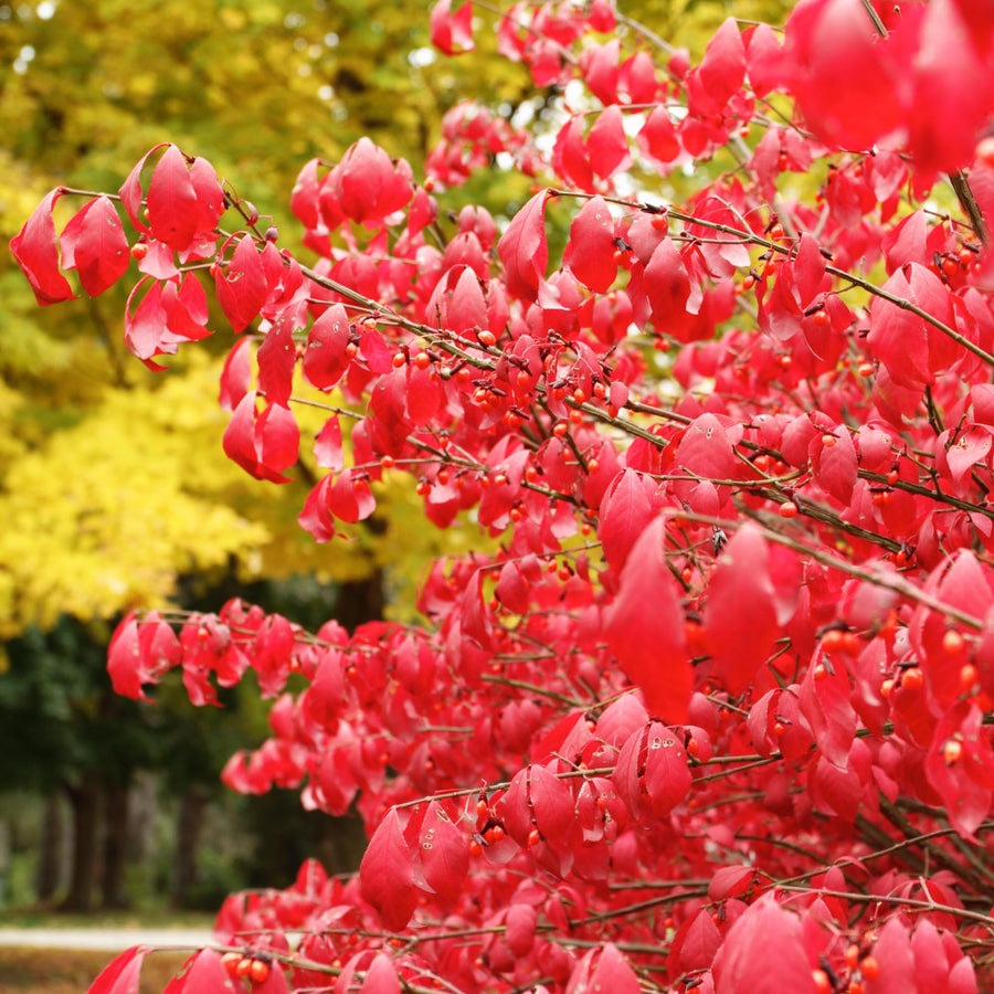 05 Dwarf Burning Bush Shrubs for Spring Planting, Bare Roots, Red Burning Bush Rooted Cuttings 4-10" in Tall