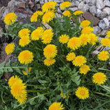 Live Yellow Dandelion Plant, 4-6 Inc Tall Dandelion Plants in 4" Pot, Hardy Perennial Garden Plants, Easy to Grow for Outdoor Garden
