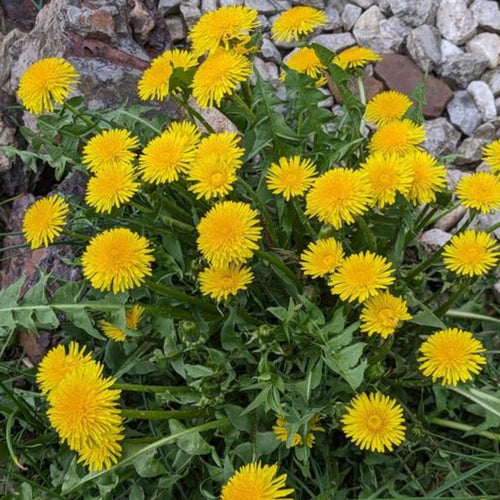 Live Yellow Dandelion Plant, 4-6 Inc Tall Dandelion Plants in 4" Pot, Hardy Perennial Garden Plants, Easy to Grow for Outdoor Garden