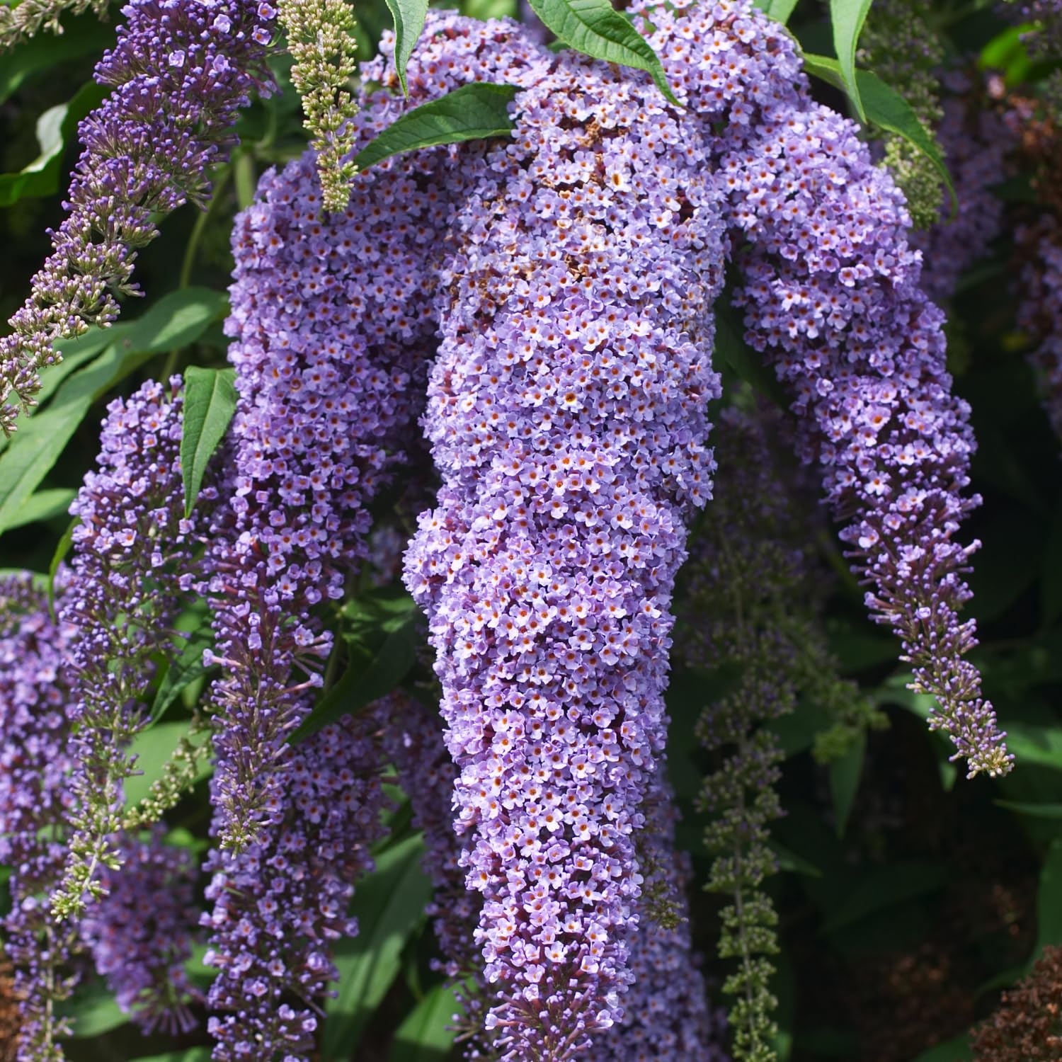 Butterfly Bush Plant for Plant, Size 5 to 7 Inch Tall Plant, Without Pot, Butterfly Bushes Plant (Light Blue Flowers)