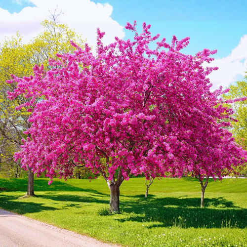 Eastern Redbud Tree Live Plant, Cold Hardy Redbud Tree Live Plant, Red Bud Plant in Quart Pot, Easy to Plant