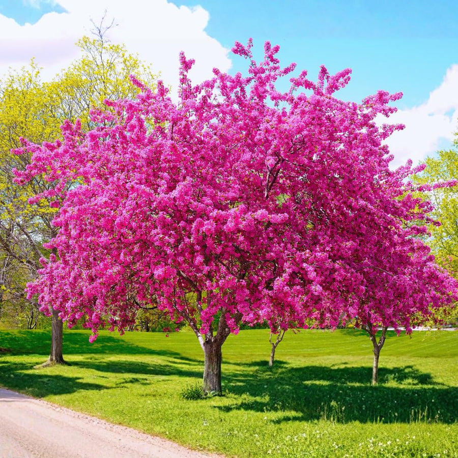Eastern Redbud Tree Live Plant, Cold Hardy Redbud Tree Live Plant, Red Bud Plant in Quart Pot, Easy to Plant