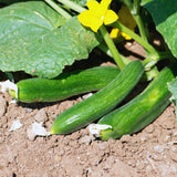 400 Green Cucumber Seeds for Planting, Cucumber Vegetable Plant Seeds Garden