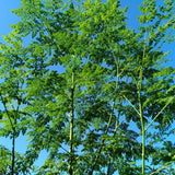 35 Moringa Seeds, Moringa Oleifera Seeds, Fast Growing Drumstick Tree Plant Seed for Outdoor Garden