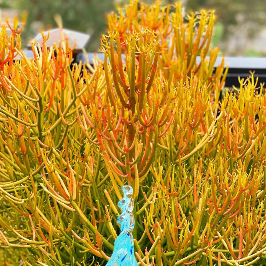 Medium Euphorbia Pencil Cutting Live, Cactus Succulent Cutting Plant Live, Indoor Outdoor Landscape