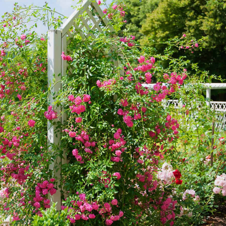 Vibrant Hot Pink Climbing Rose Live Plant, Fragrant Rose Bush Ready to Plants, Zone 5 to 9, Size 5 to 7 Inches and Bare Root