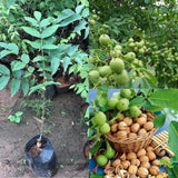 1-2 Years Old Butternut Tree Live Plant, White Walnut Tree in Gallon Pot, 24-36" in Tall, Dormant in Winter, Well-Rooted, Cannot Ship to CA