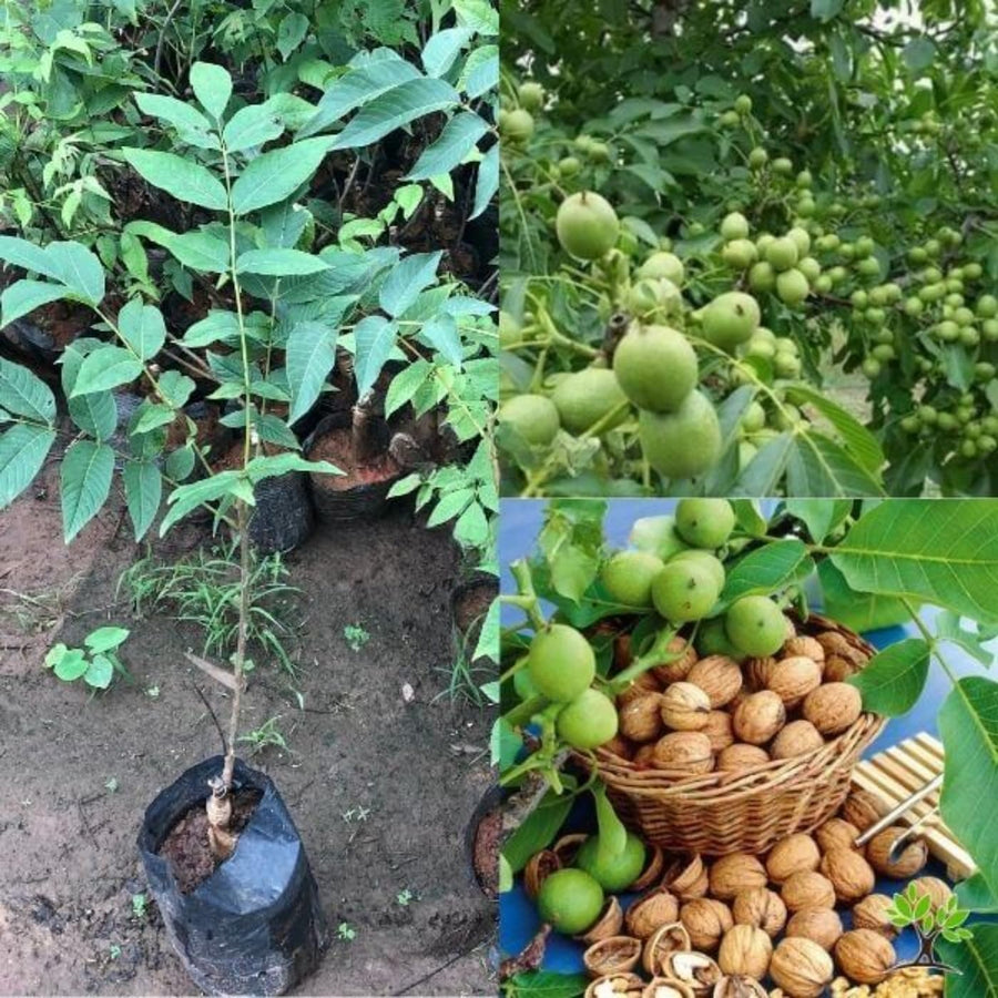 1-2 Years Old Butternut Tree Live Plant, White Walnut Tree in Gallon Pot, 24-36" in Tall, Dormant in Winter, Well-Rooted, Cannot Ship to CA