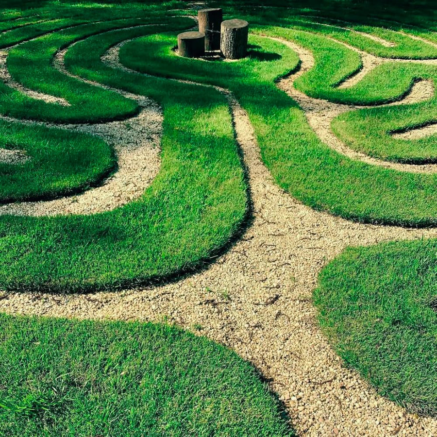 Set of 12000 Zoysia Grass Seed for Lawn, Zoysia Grass Seeds, Soft Dense Green Coverage, Green Grasses for Ground Cover, Front Yard, Backyard or Landscape