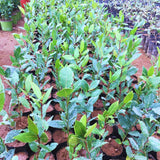 Bay Leaf Tree Live Plant in 4" Pot, Sweet Bay Laurel, Well-Rooted, 6-10" Tall, Laurus Nobilis Plant for Outdoor Indoor Planting Herb