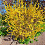 Forsythia Plant Live, Forsythia Bush Live Plant, Well Rooted in Quart Pot, 8-10 Inches Tall, Perennial Shrub for Outdoor Growing