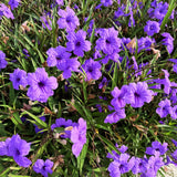 2 Mexican Petunias Live Plants - Petunia Plants Live, Live Petunia Plants Outdoor - Zone 8 to 11, Size 4 to 7 Inch Tall, Purple