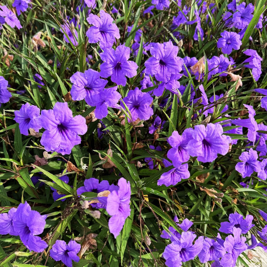 2 Mexican Petunias Live Plants - Petunia Plants Live, Live Petunia Plants Outdoor - Zone 8 to 11, Size 4 to 7 Inch Tall, Purple