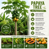 Sweet Papaya Plant Live, Papaya Fruit Tree Live for Outdoor and Container Growing, Starter Plant in Half Gallon Pot