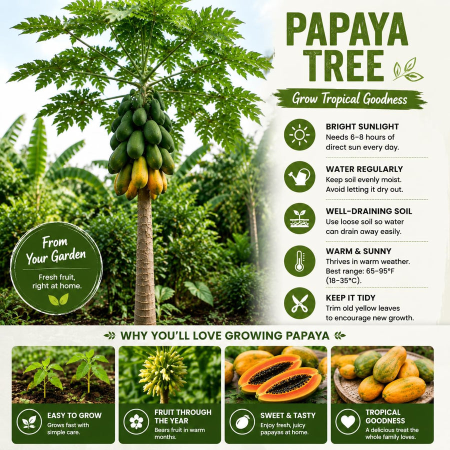 Sweet Papaya Plant Live, Papaya Fruit Tree Live for Outdoor and Container Growing, Starter Plant in Half Gallon Pot