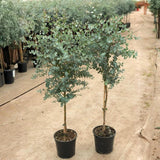 Eucalyptus Tree Live Plant 5″ Pot, Fragrant Eucalyptus Plant, Easy Grow Ornamental Tree for Outdoor (Silver Dollar Eucalyptus)